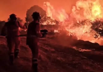 ¿TONTOS O IMBÉCILES?: LOS ÁRBOLES ARDEN, ARDE EL BOSQUE